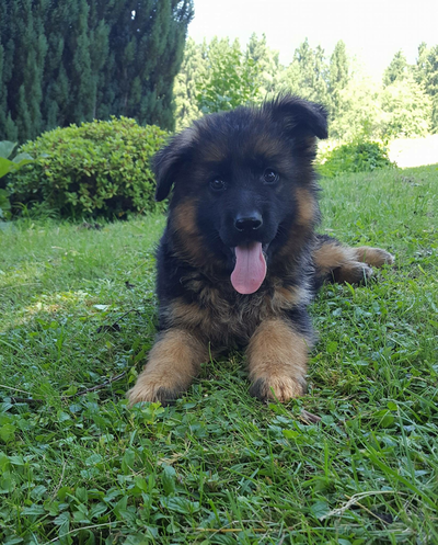 when do german shepherd puppies ears start to stand up